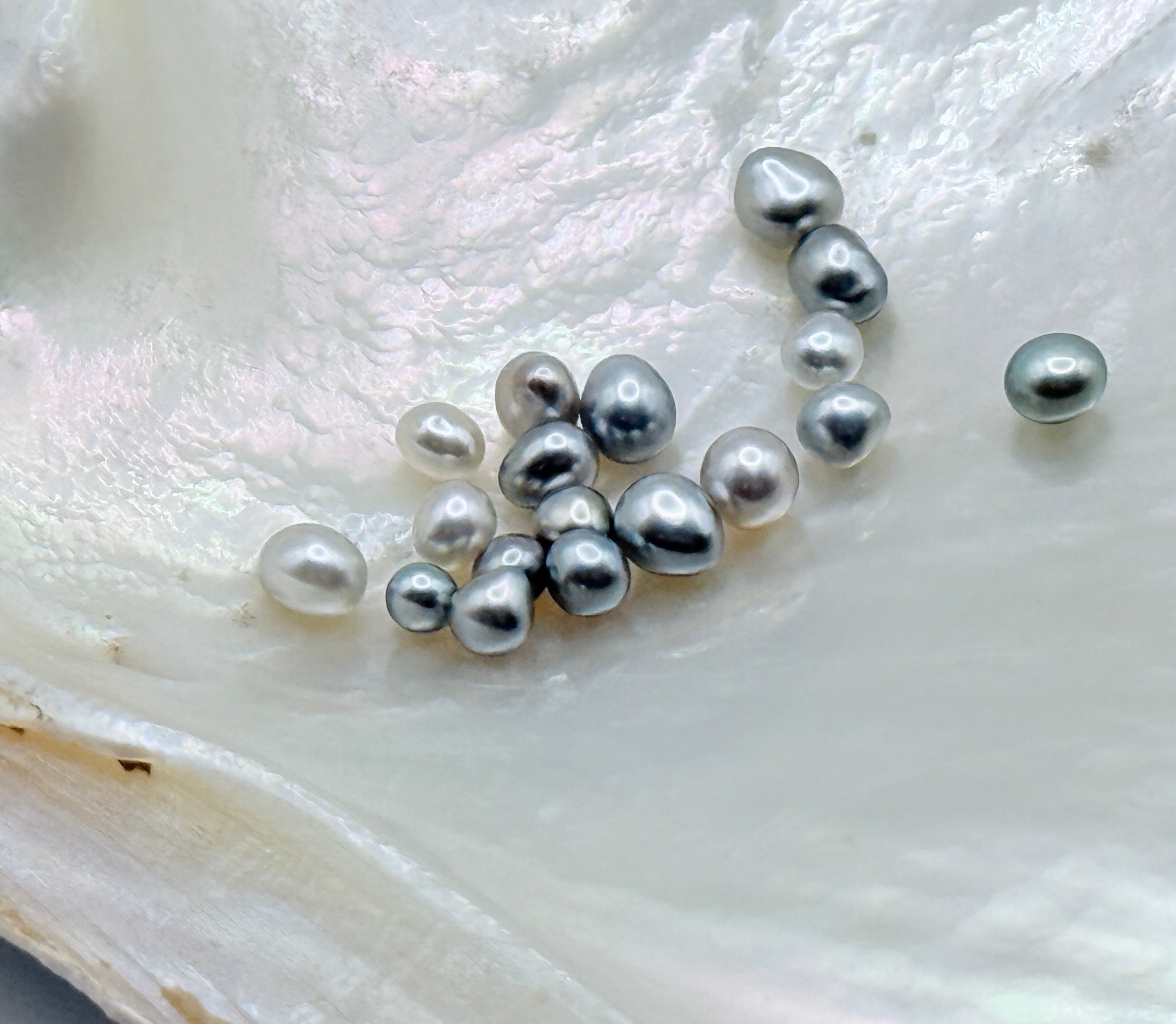 a group of small mini sized tahitian keshi pearls